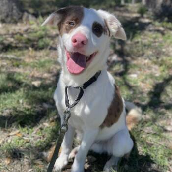 Waffle -  Australian Cattle Dog Blue Heeler Dog for Adoption in Center Point, Texas - Waffle | PetCurious