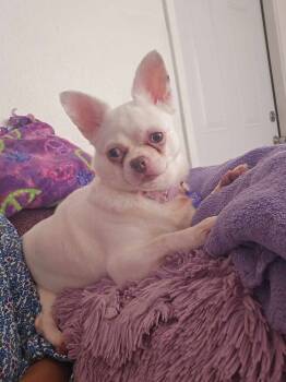 Rescue Chihuahua Dogs for Adoption in Plantation, Florida - Chiara | PetCurious