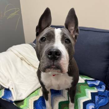Storm -  Pit Bull Terrier Dog for Adoption in Chicago, Illinois - Storm | PetCurious