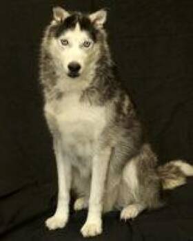 Gator -  Husky Dog for Adoption in Cashiers, North Carolina - Gator | PetCurious
