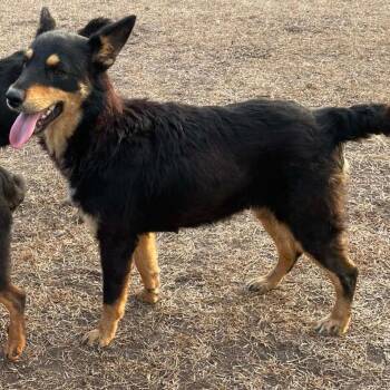 Twilla -  Cattle Dog and Mixed Breed Dog for Adoption in Calverton, New York - Twilla | PetCurious