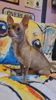 Rescue Chihuahua Dogs for Adoption in Waterloo, Iowa - Mary Beth | PetCurious