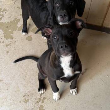 Shania -  Australian Shepherd and Pit Bull Terrier Dog for Adoption in Grand Junction, Colorado - Shania | PetCurious
