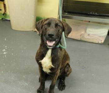 Kobe -  Mountain Cur and Mixed Breed Dog for Adoption in Picayune, Mississippi - Kobe | PetCurious