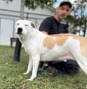 Rescue Labrador Retriever Dogs for Adoption in Lynn Haven, Florida - CESAR | PetCurious