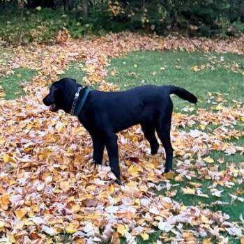 Wapi (Luck) -  Chocolate Labrador Retriever Dog for Adoption in Brainerd, Minnesota - Wapi (Luck) | PetCurious