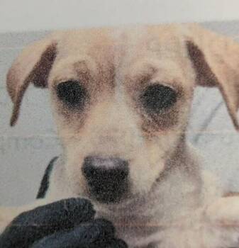 Chihuahua Dogs Available for Adoption in Parker, Colorado - Butter Pecan | PetCurious