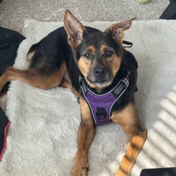 Nala Mae -  Rottweiler Dog for Adoption in Martinez, California - Nala Mae | PetCurious
