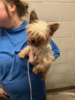 Mixed Breed Dogs Available for Adoption - A1280876 | PetCurious