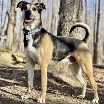 Shepherd and Hound Dogs Available for Adoption in Wharton, Texas - Milo | PetCurious