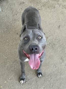 BOWSER -  Pit Bull Terrier Dog for Adoption in Riverside, California - BOWSER | PetCurious
