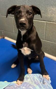 Winky -  Labrador Retriever and Mixed Breed Dog for Adoption in Cedarburg, Wisconsin - Winky | PetCurious