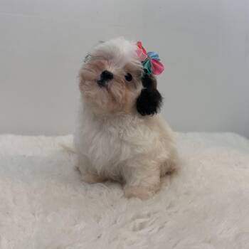 Smooches -  Shih Poo Dog for Adoption in Wrightstown, New Jersey - Smooches | PetCurious