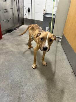 LATOYA -  Pit Bull Terrier Dog for Adoption - LATOYA | PetCurious