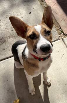 American Foxhound and Australian Shepherd Dogs Available for Adoption in Tracy, California - Birdie | PetCurious