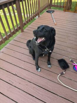 Kuro -  Black Labrador Retriever Dog for Adoption in Westwood, New Jersey - Kuro | PetCurious