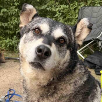 Keeta -  Husky Dog for Adoption in Oakville, Ontario - Keeta | PetCurious