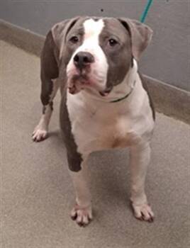 Pit Bull Terrier Dogs Available for Adoption - KANE | PetCurious