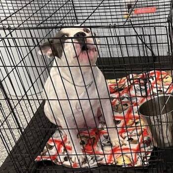 0678-D26 -  Mixed Breed Dog for Adoption in Port Charlotte, Florida - 0678-D26 | PetCurious