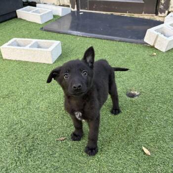 German Shepherd Dog Dogs Available for Adoption - Hudson 9037 | PetCurious