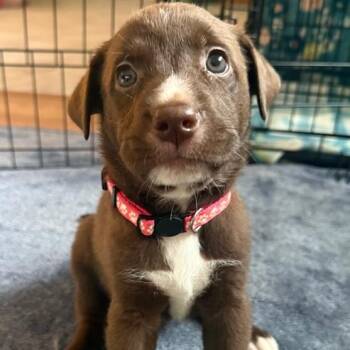 Labrador Retriever Dogs Available for Adoption - Karma | PetCurious