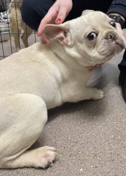 KAS -  French Bulldog Dog for Adoption in Tracy, California - KAS | PetCurious