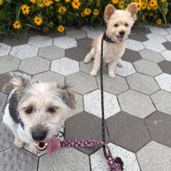 Missy -  Mixed Breed Dog for Adoption in Wantagh, New York - Missy | PetCurious