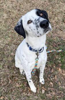 Pointer and Labrador Retriever Dogs Available for Adoption - Spec | PetCurious