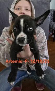 Boxer and Mixed Breed Dogs Available for Adoption in Klamath Falls, Oregon - Artemis | PetCurious