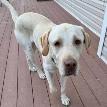 Rescue Yellow Labrador Retriever Dogs for Adoption in Denver, Colorado - Scarecrow | PetCurious