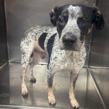 Mixed Breed Dogs Available for Adoption in Henderson, Kentucky - Goofy | PetCurious