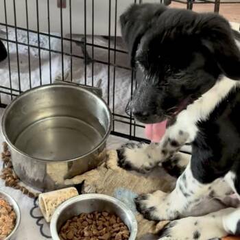 852 (2026) Bart -  Border Collie and Mixed Breed Dog for Adoption in Parker, Colorado - 852 (2026) Bart | PetCurious