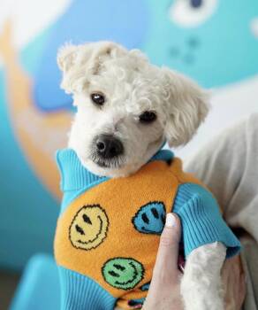 Miniature Poodle Dogs Available for Adoption in Pasadena, California - Starling | PetCurious