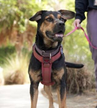 Hound and Mixed Breed Dogs Available for Adoption in North Charleston, South Carolina - 92079a Flip | PetCurious