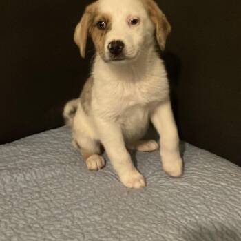 Bam Bam -  Australian Shepherd Dog for Adoption in Martinez, California - Bam Bam | PetCurious