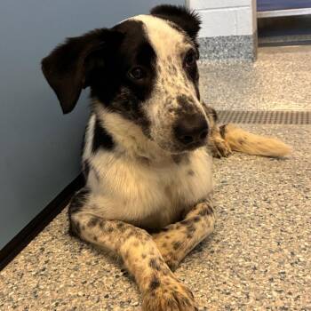 Oreo -  Australian Cattle Dog Blue Heeler Dog for Adoption in Manhattan, Kansas - Oreo | PetCurious