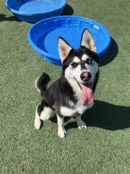 Tiki -  Siberian Husky Dog for Adoption in Hollister, California - Tiki | PetCurious