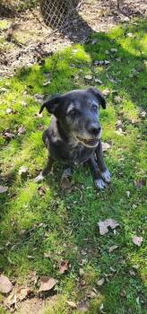 OZZY 197-26 -  Labrador Retriever and Great Dane Dog for Adoption in Cambridge, Ohio - OZZY 197-26 | PetCurious