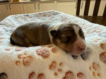 Rescue Border Collie Dogs for Adoption in The Woodlands, Texas - Flicker | PetCurious