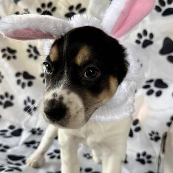 Beagle Dogs Available for Adoption - Niko 22373 | PetCurious