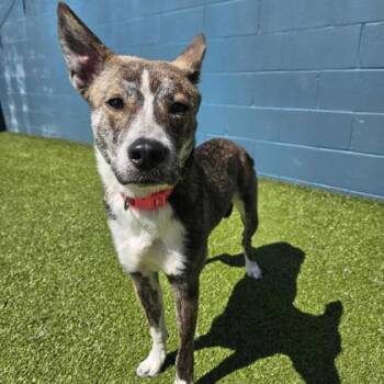 Rescue Mixed Breed Dogs for Adoption in Merriam, Kansas - Hazel | PetCurious