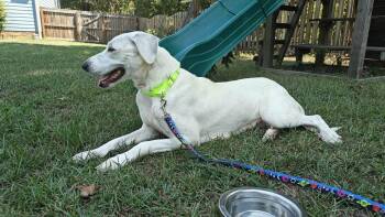 Bonita (Mama of P Litter) -  Great Pyrenees Dog for Adoption in Holly Springs, North Carolina - Bonita (Mama Of P Litter) | PetCurious
