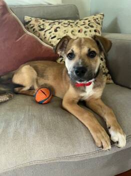 Rescue Hound Dogs for Adoption in New Albany, Ohio - Nick ('25) | PetCurious