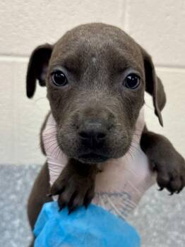 Enoki -  Mixed Breed Dog for Adoption in Wichita, Kansas - Enoki | PetCurious