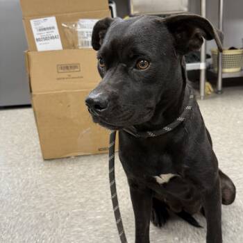 Rescue Labrador Retriever and Hound Dogs for Adoption in Hattiesburg, Mississippi - Brie | PetCurious