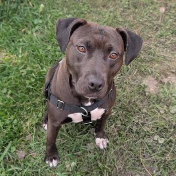 Fern -  Pit Bull Terrier Dog for Adoption in Peotone, Illinois - Fern | PetCurious