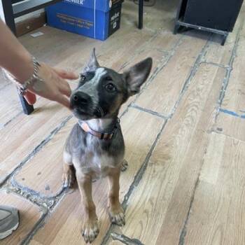 Fox Terrier and Mixed Breed Dogs Available for Adoption in Morton Grove, Illinois - Tiana | PetCurious