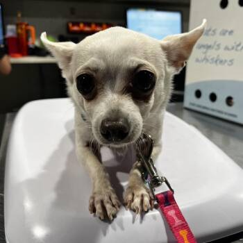 Chihuahua Dogs Available for Adoption in Tampa, Florida - Lala (Lola) | PetCurious