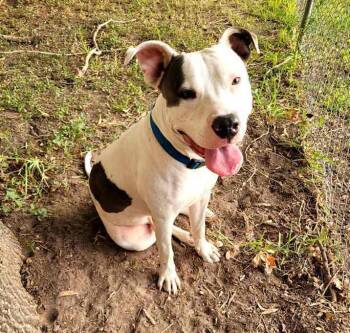 Louie -  American Staffordshire Terrier Dog for Adoption in Inez, Texas - Louie | PetCurious