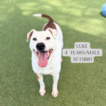 Luke -  Labrador Retriever and Mixed Breed Dog for Adoption - Luke | PetCurious